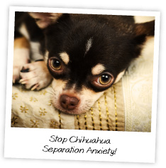 Stop Chihuahua  Separation Anxiety!