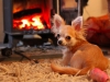 toasty chihuahua