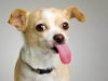 tongue chihuahua
