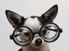 geeky chihuahua