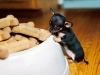 hungry chihuahua
