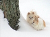 snow chihuahua