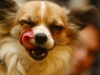 chihuahua lick
