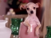 teacup chihuahua