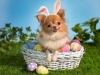 easter chihuahua
