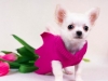 chihuahua flower