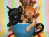 chihuahua cup