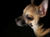 chihuahua deep photo