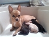 chihuahua litter