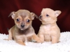 chihuahua puppies two cute
