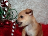 Christmas chihuahua