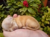 newborn chihuahua puppies