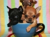 three of a chihuahua cup kind